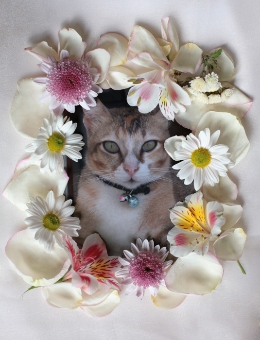 CHAR in flower.jpg