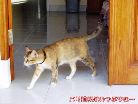 ブログ20101215-1.JPG