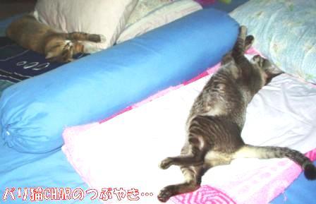 ブログ20101215-5.JPG