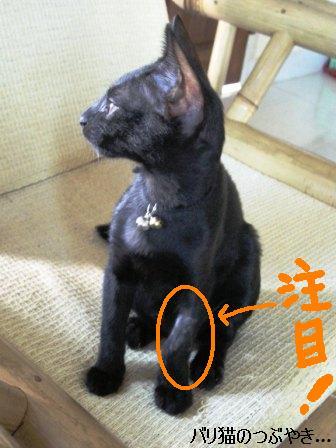 ブログ20110624-2.JPG