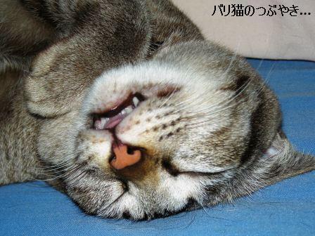 ブログ20110829-2.JPG