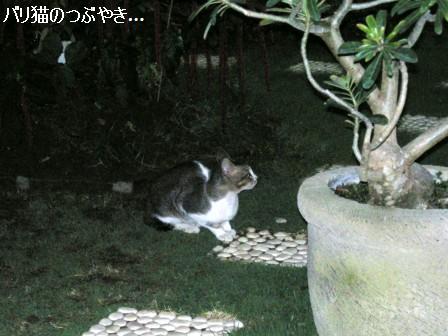 ブログ20110829-5.JPG