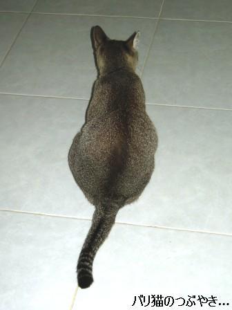 ブログ20110911-1.JPG