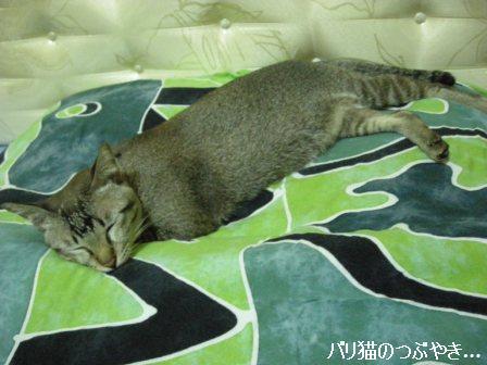 ブログ20110911-2.JPG