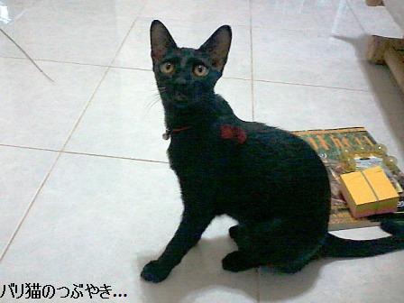ブログ20110914-2.jpg