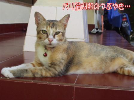ブログ20100827-2.JPG