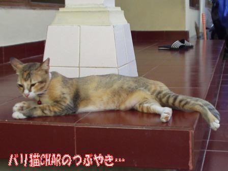 ブログ20100827-3.JPG