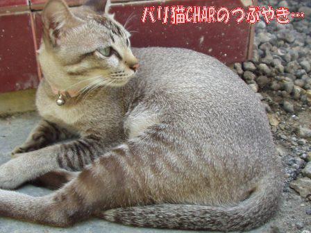 ブログ20100827-5.JPG